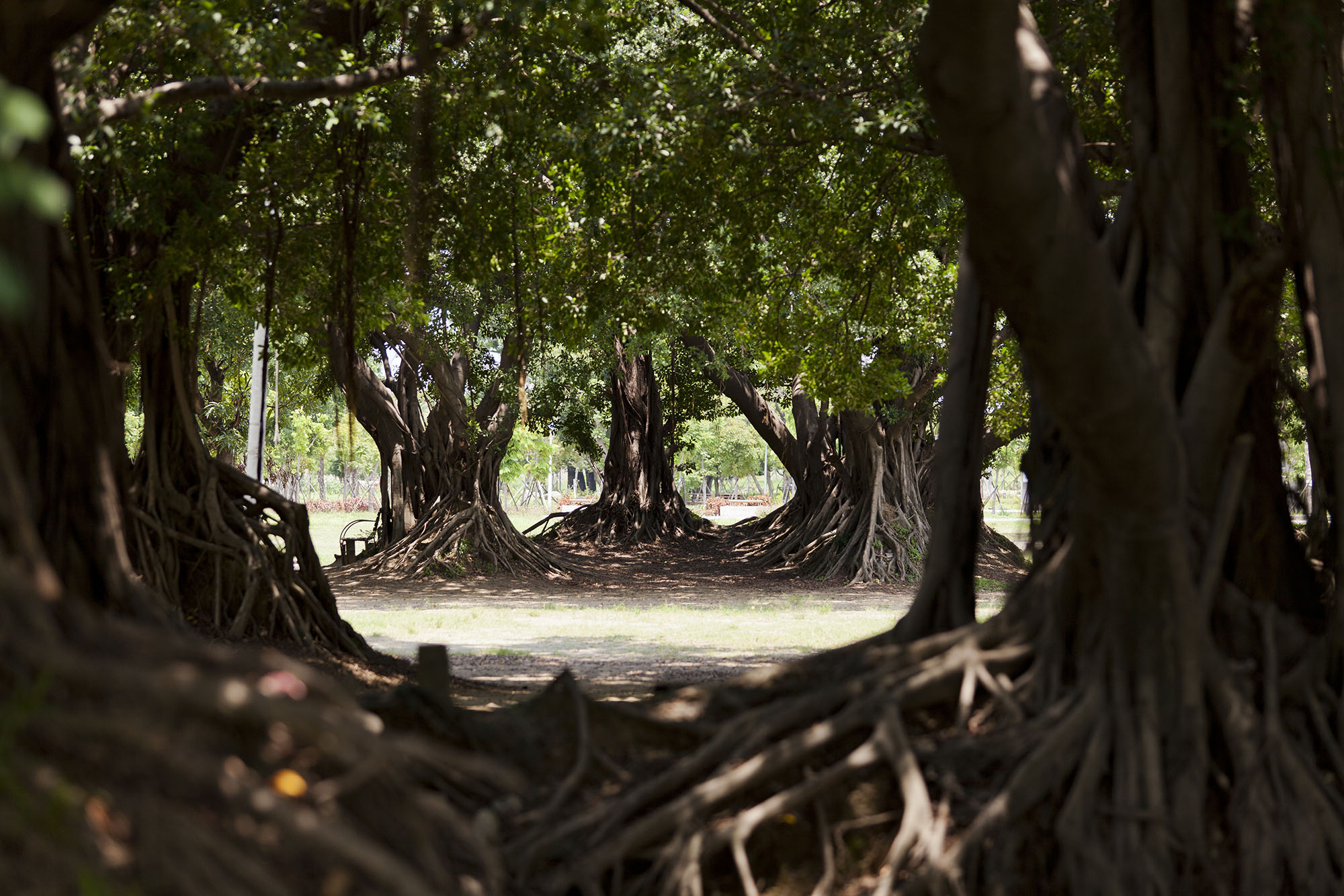 〈衛武営国家芸術文化センター（National Kaohsiung Centre for the Arts）〉設計：メカノー（Mecanoo）