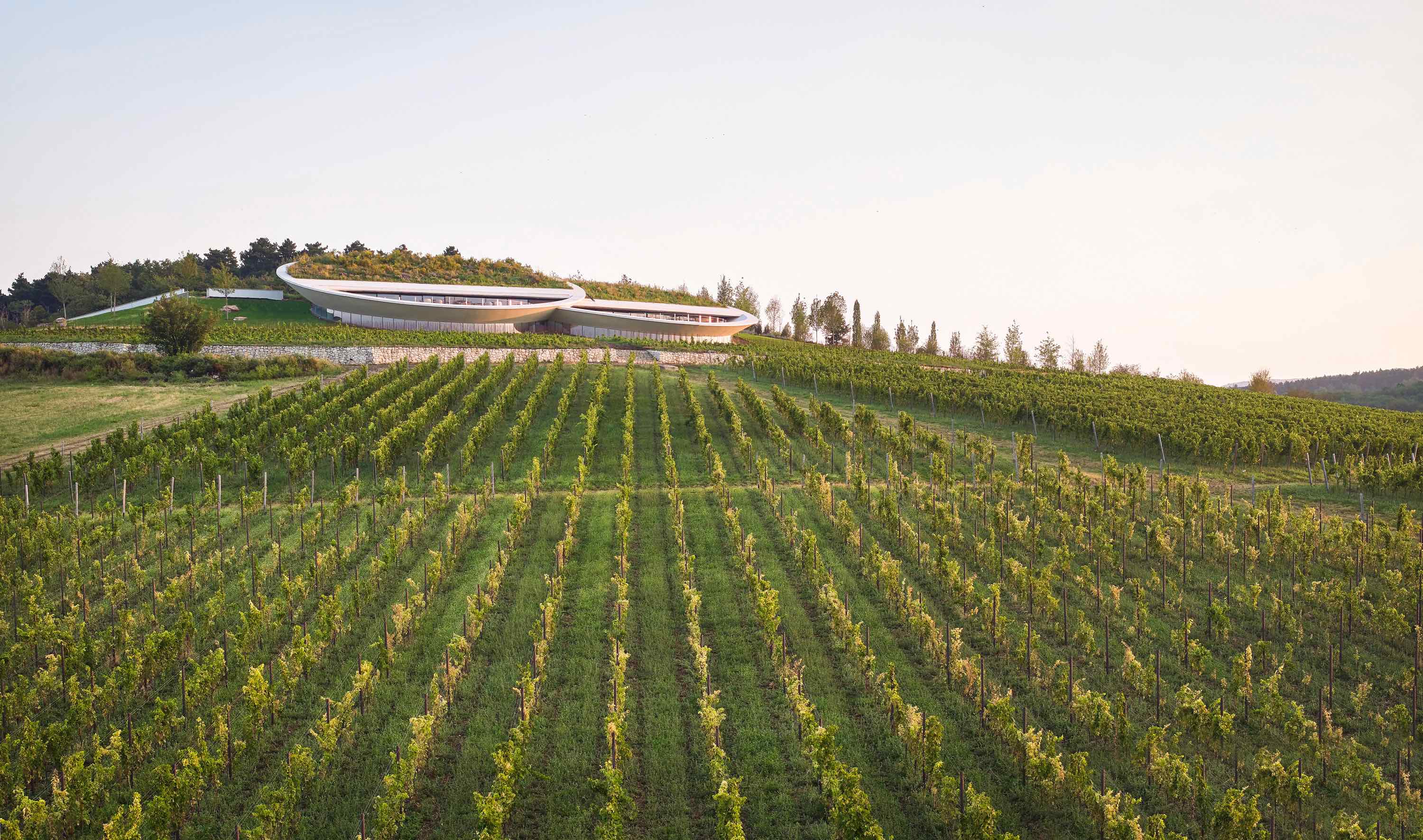 〈サウシュカ・トカイ（Sauska Tokaj）〉設計：BORD建築スタジオ（BORD Architectural Studio）