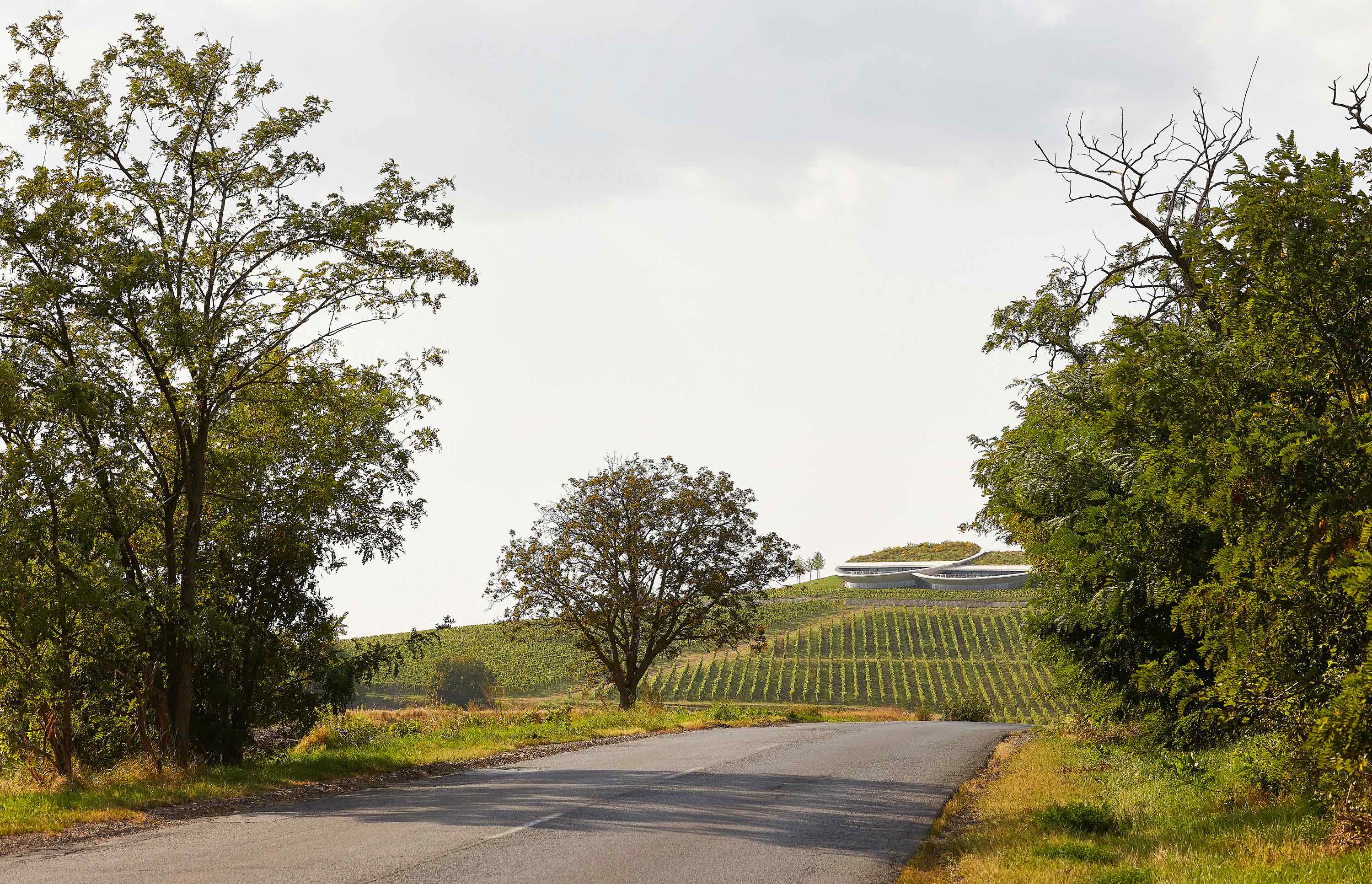〈サウシュカ・トカイ（Sauska Tokaj）〉設計：BORD建築スタジオ（BORD Architectural Studio）