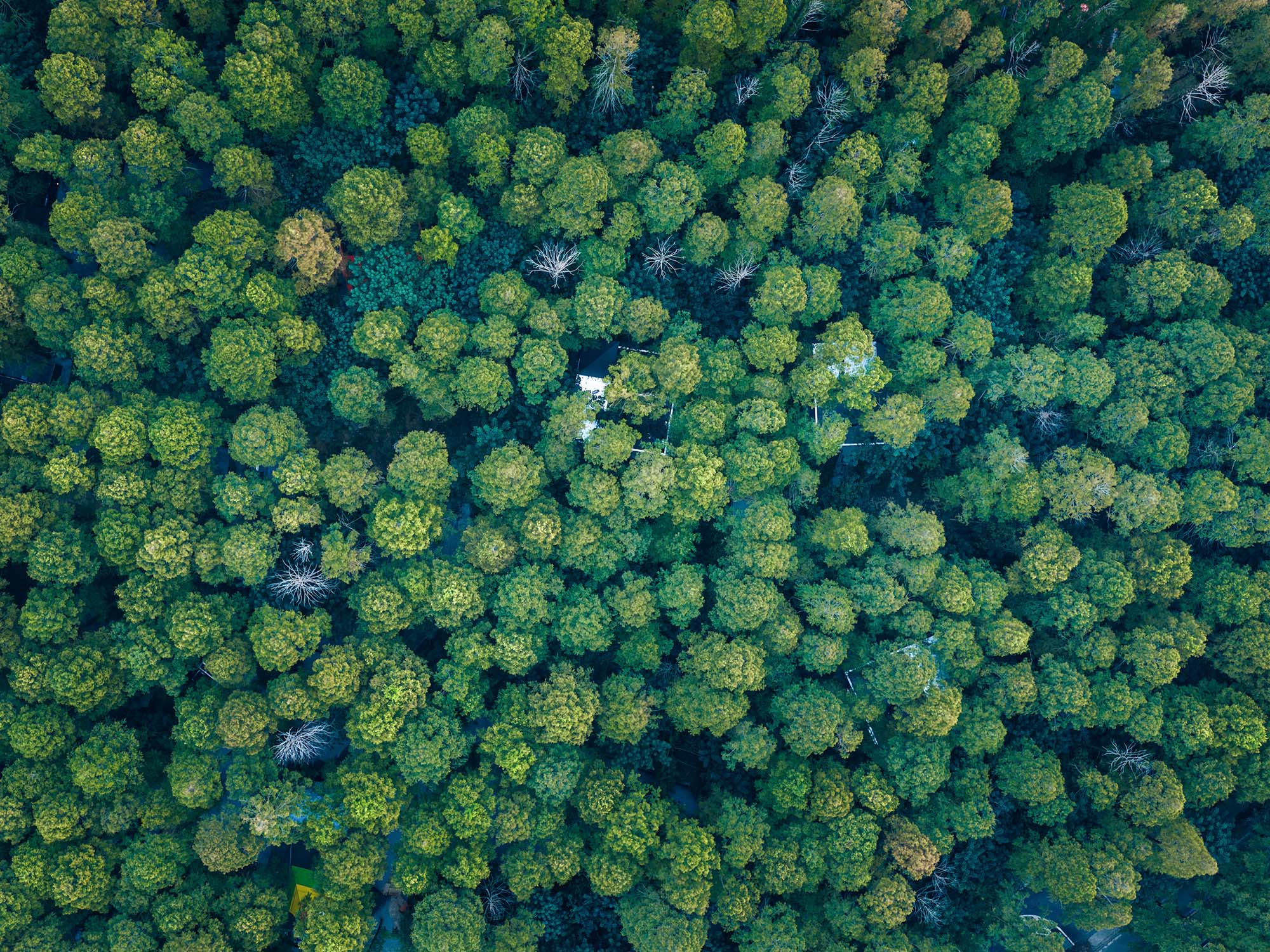 〈メリーダ・ウィキワールド・シークレットキャンプ(Merryda Wiki World-Secret Camp)〉ウィキワールド(Wiki World)