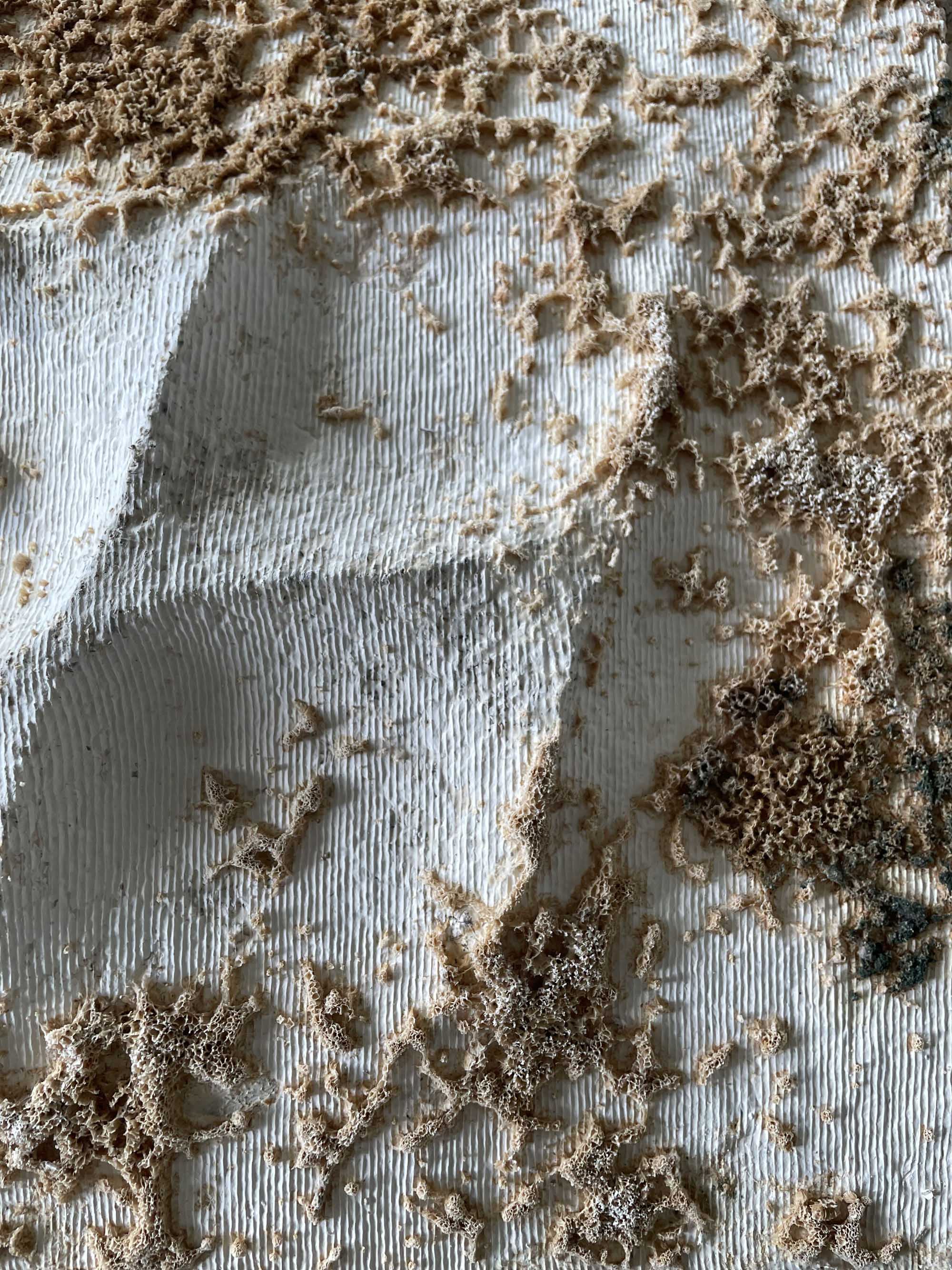 〈マイセリウム・ハット（Mycelial Hut）〉ヨンジュ・リー・アーキテクチャ（Yong Ju Lee Architecture）